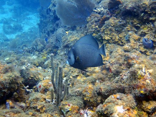 Angel Fish