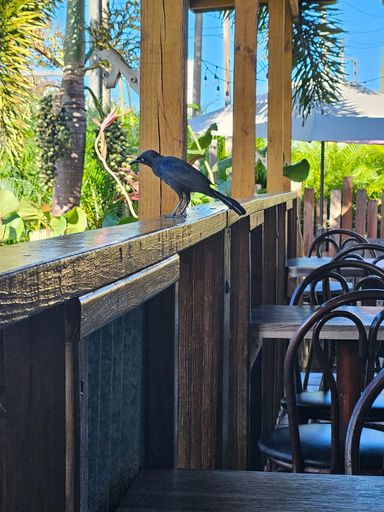 The Grackle